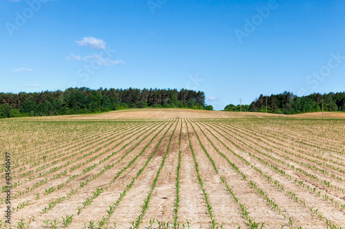 long rows of green corn sprouts in spring or summer