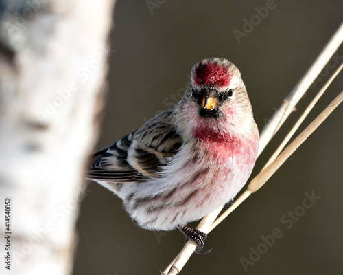 Red poll Stock Photo. Red poll close-up profile view, perched with a blur background in its environment and habitat. Image. Picture. Portrait. photo