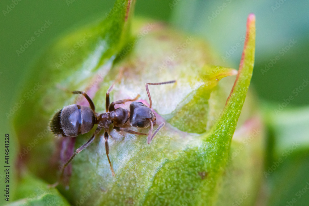 ant on a leaf ant on a leaf