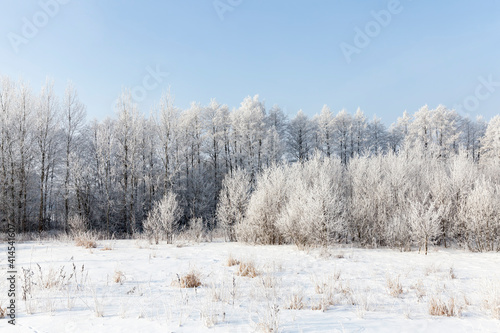 Wallpaper Mural deep snow drifts and trees after the last snowfall Torontodigital.ca