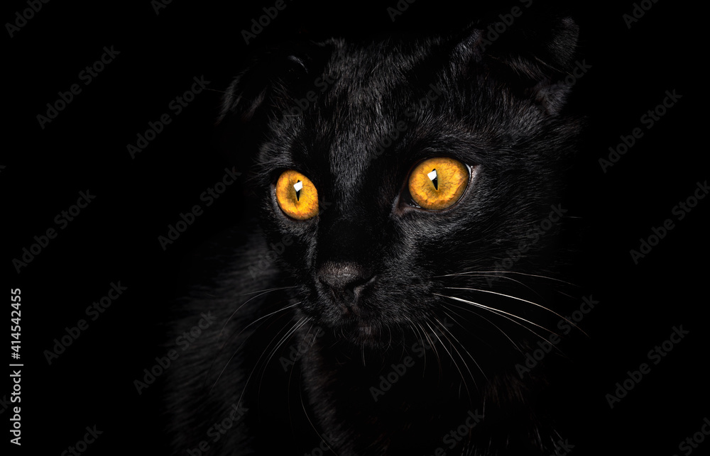 Portrait of a black cat with yellow eyes on a black background. 