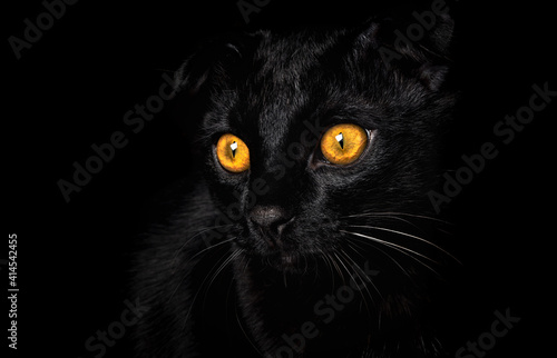 Portrait of a black cat with yellow eyes on a black background. 