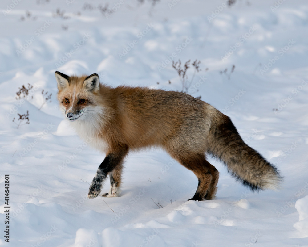Red Fox Stock Photos. Close-up profile side view in the winter season in its environment and habitat with blur snow background displaying bushy fox tail, white mark paws, fur. Fox Image. Portrait.