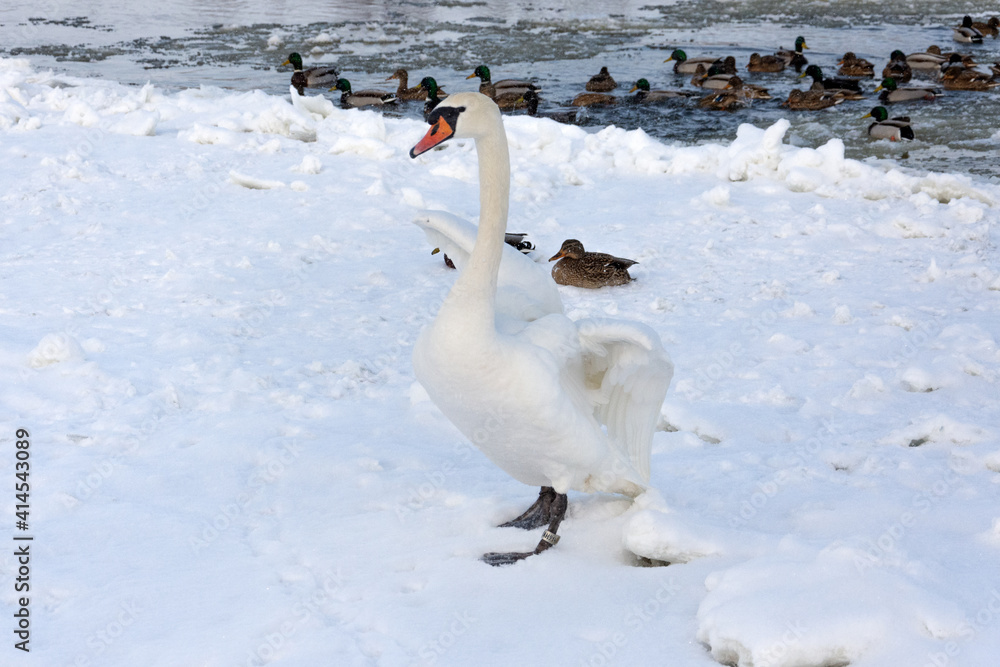 Fototapeta premium A stately white swan walking on ice and snow on a frozen river. In the background a flock of mallard ducks is flowing. The bird dries feathers and wings after leaving the river. 