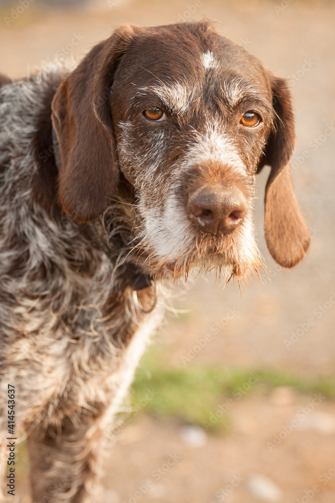 old wirehaired german pointer dog head portrait outside