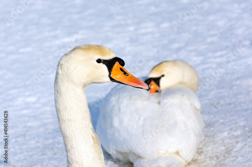Two big white swans on white snow. A close-up on the head of one. The other is sitting cold.
