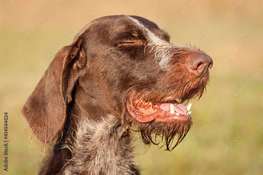 wirehaired german pointer dog head blinking portrait outside