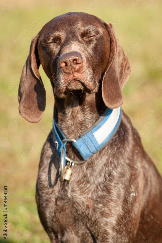shorthaired german pointer dog head portrait outside shorthaired german pointer dog head portrait outside