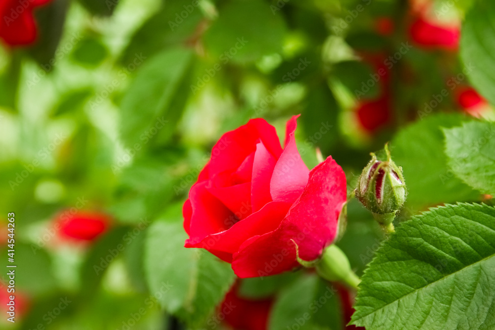 Fototapeta premium background beautiful live flowers