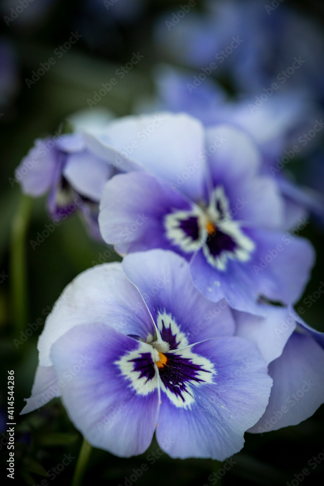 France, Giverny. Close-up of purple pansies. France, Giverny. Close-up of purple pansies.