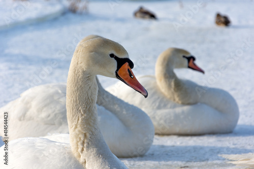 Several white and wild swans resting on an ice-covered lake. The sun warms their wings and feathers.