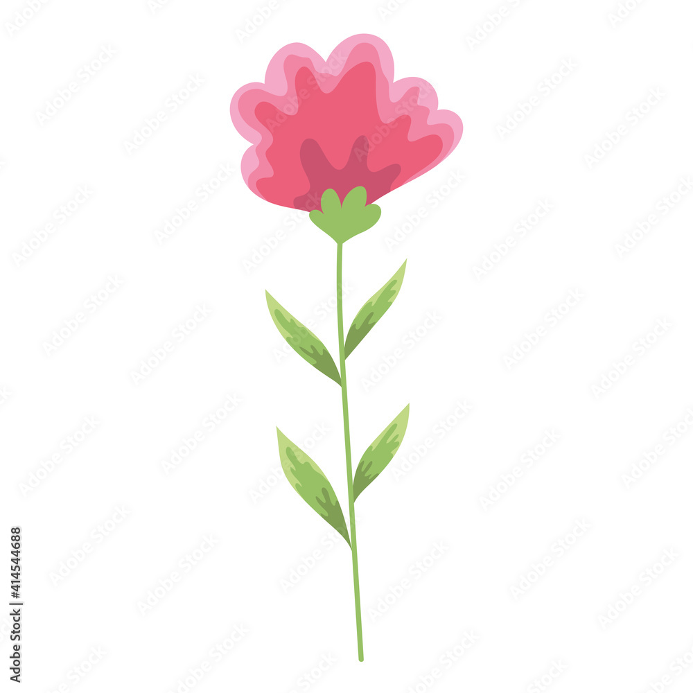 flower nature flora decoration white background flower nature flora decoration white background