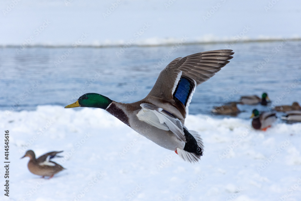 A beautiful and colorful male mallard duck flying against the background of a frozen river covered in ice. Other wild ducks in the distance.
A beautiful and colorful male mallard duck flying against the background of a frozen river covered in ice. Other wild ducks in the distance.
