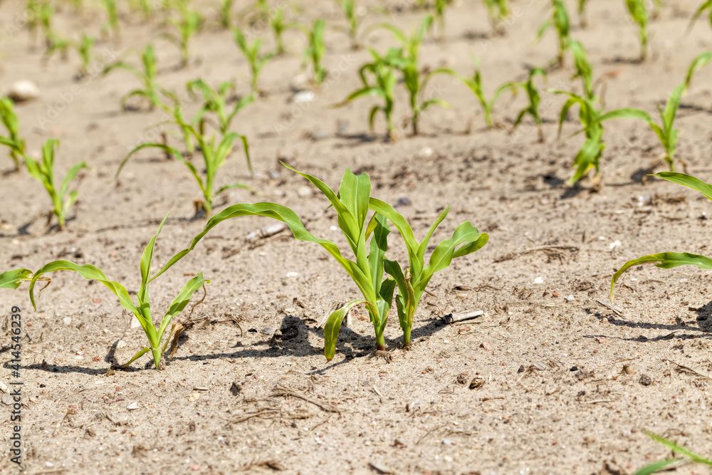 crop of sweet and maize maize plants crop of sweet and maize maize plants