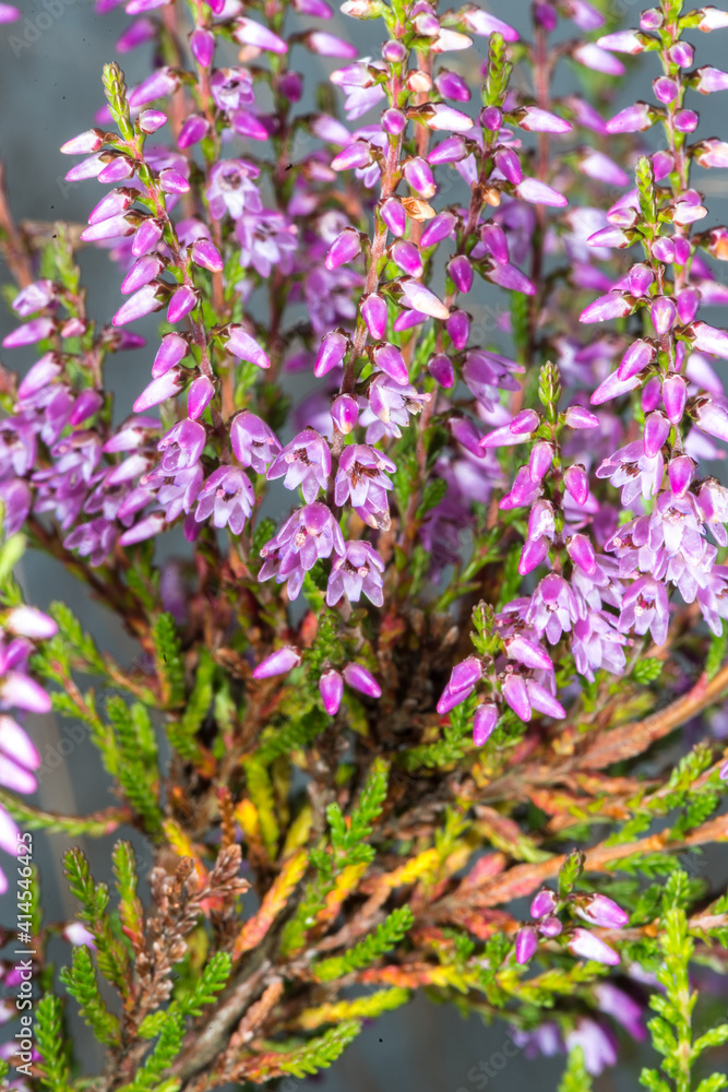 Blooming Heath Plant (Erica carnea)