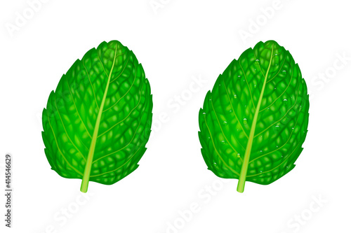 Vector 3d Realistic Green Fresh Mint Leaves Closeup Isolated on White Background. Clean Leaf and Dew Drops. Design Template. Top View