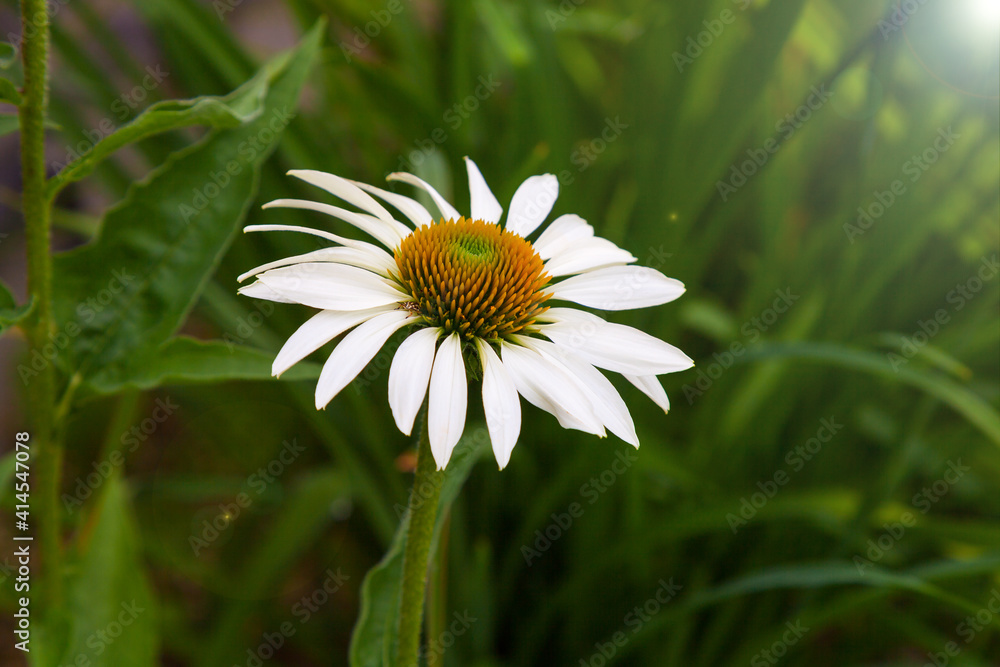 Big camomile flower blooming in the garden. Big camomile flower blooming in the garden.