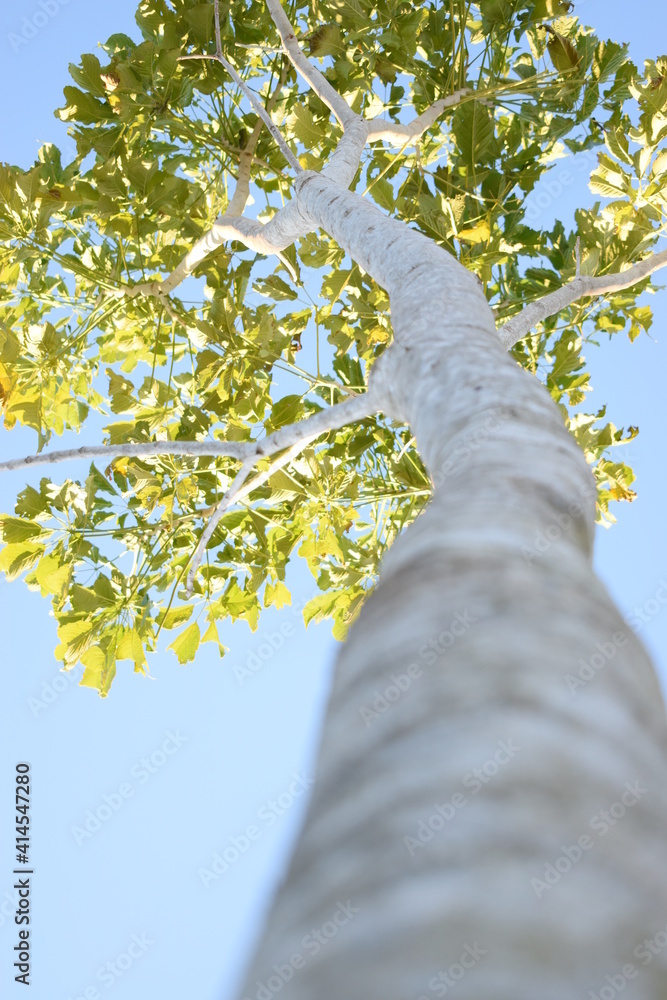 Fototapeta premium ARBOL PRIMAVERA