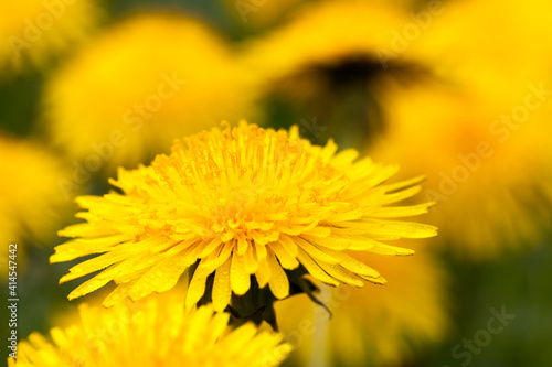 details of yellow fresh dandelions