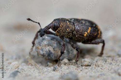 beetle on the ground © lukaszz80