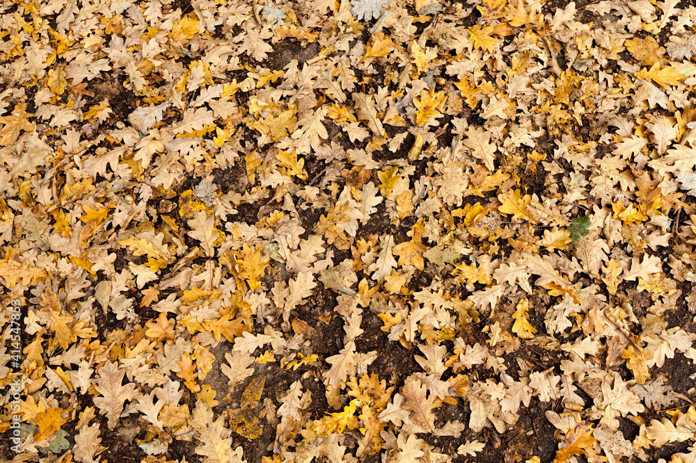 deciduous trees oak in the forest or in the Park deciduous trees oak in the forest or in the Park
