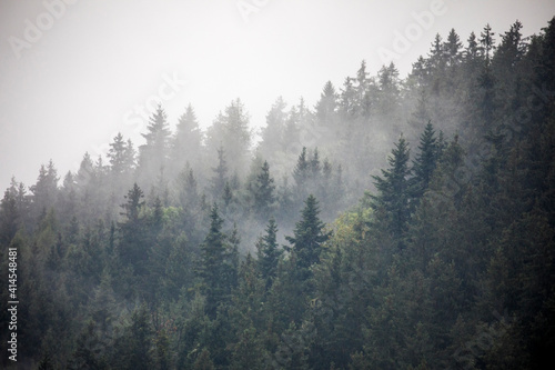 Europe, Germany, Bavaria, Berchtesgaden, Hillside Forest in Early Morning Fog