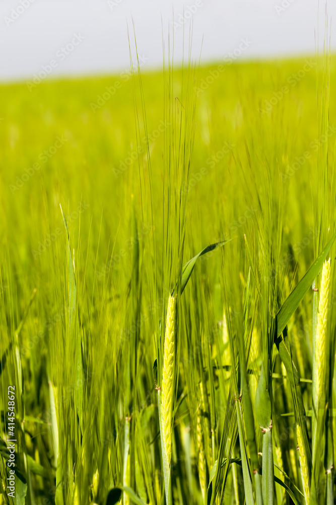 Obraz premium agricultural field where green wheat grows