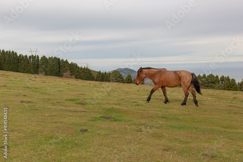 Fototapeta Naklejka Na Ścianę i Meble -  A brown wild horse in the nature