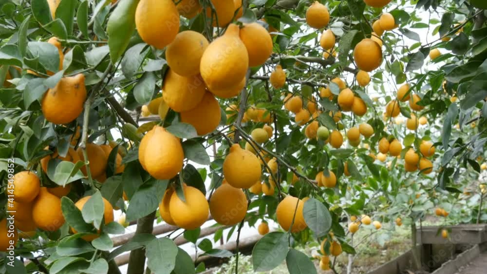 Harvest ripe juicy lemons on a tree in a lemonaria greenhouse. Ripening fruit in the garden. Harvest ripe juicy lemons on a tree in a lemonaria greenhouse. Ripening fruit in the garden.