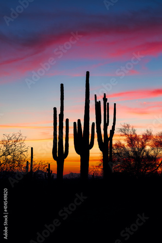 Arizona desert sunset with Saguaro cactus silhouettes