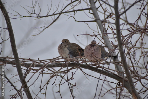 Mourning dove