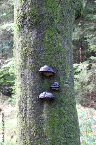Fomitopsidaceae (tree mushrooms) / Baumschwammverwandte
