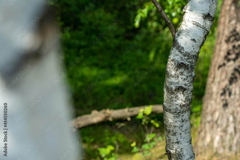 Birch trees with emerging foliage in summer time in lueneburger heide landscape Birch trees with emerging foliage in summer time in lueneburger heide landscape