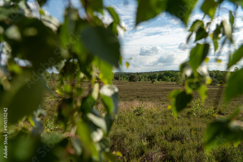 beautiful hillside landscape in the nature preservation area of the lueneburger heide photo