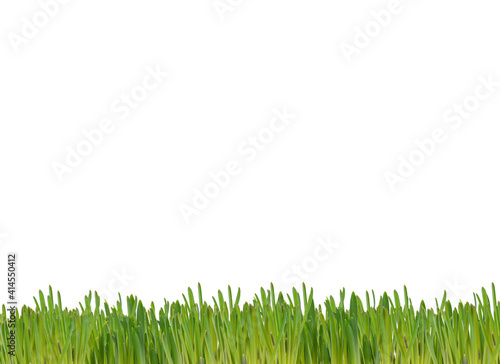 green grass background with clipping ​path​