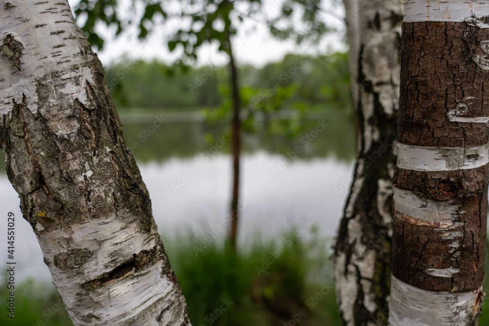 Birch trees with emerging foliage in summer time in lueneburger heide landscape Birch trees with emerging foliage in summer time in lueneburger heide landscape