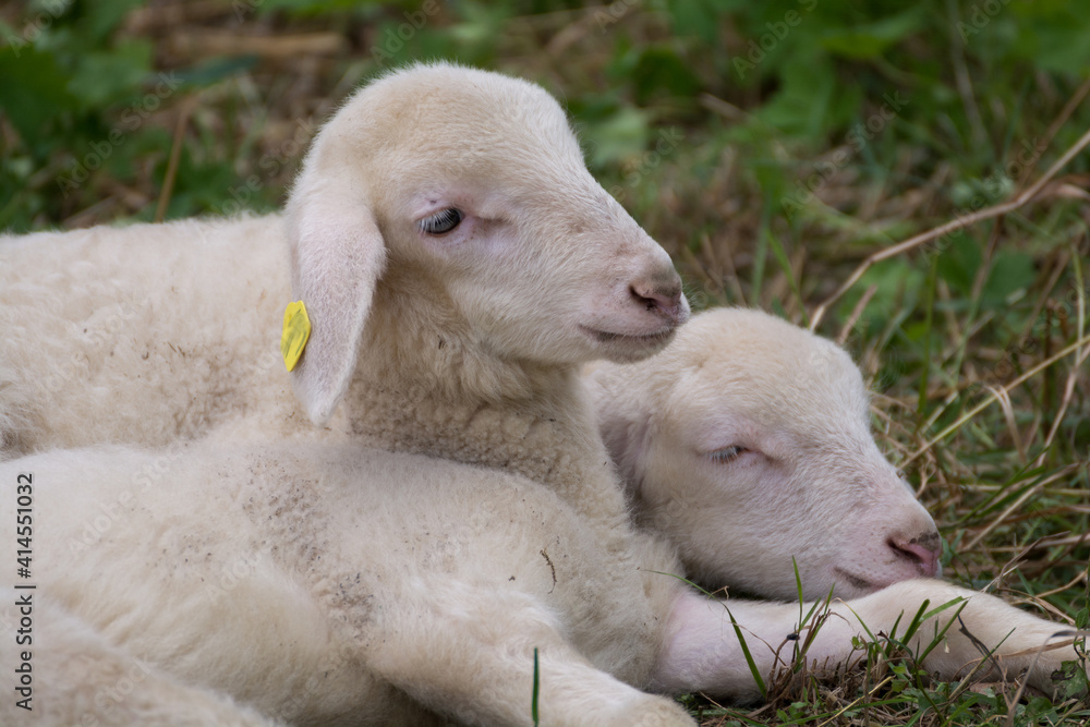 Fototapeta premium Two Sheep Lying In The Meadow