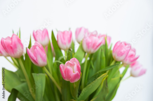 pink tulips on white background © Olya