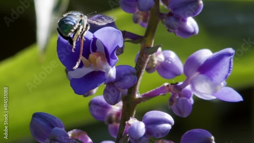 Euglossini bee, or Orchid bee, collecting pollen on a Delphinium Guardian Flower. Slow motion Macro shot. Soft focus green background with other plants. Florianópolis, Santa Catarina / Brazil