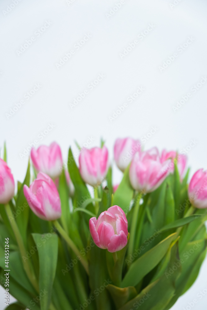 pink tulips on white background