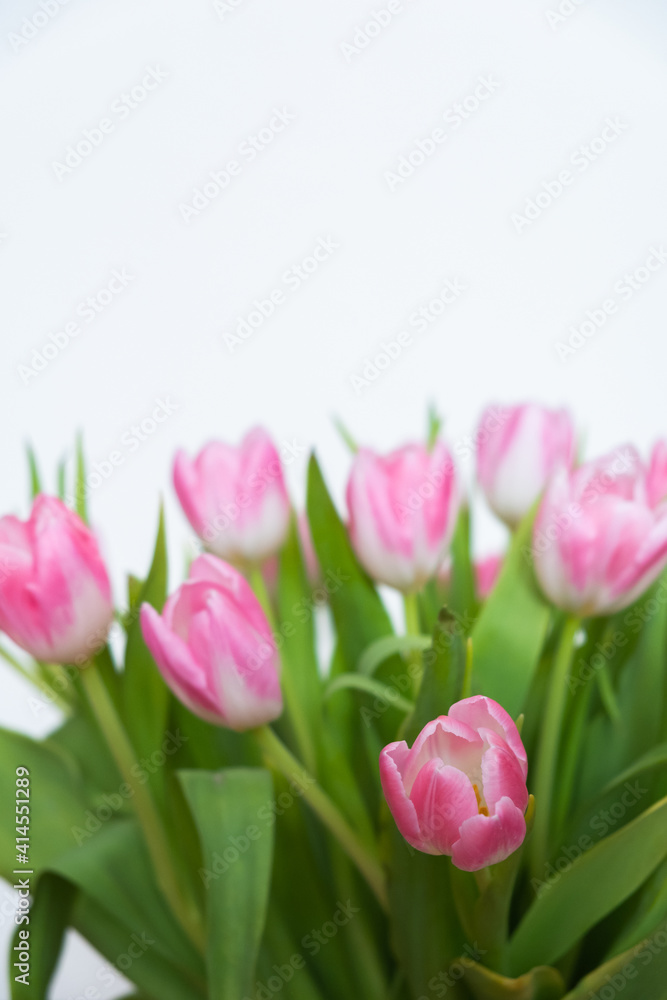 pink tulips on white background