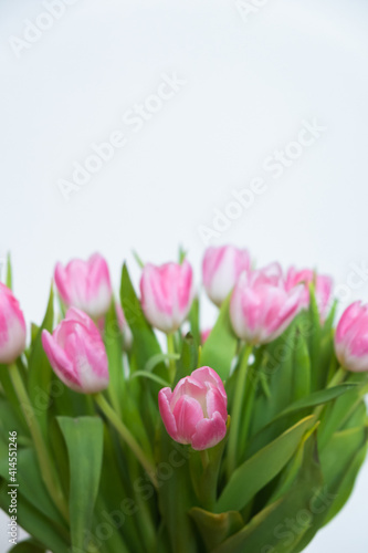 Fototapeta Naklejka Na Ścianę i Meble -  pink tulips on white background