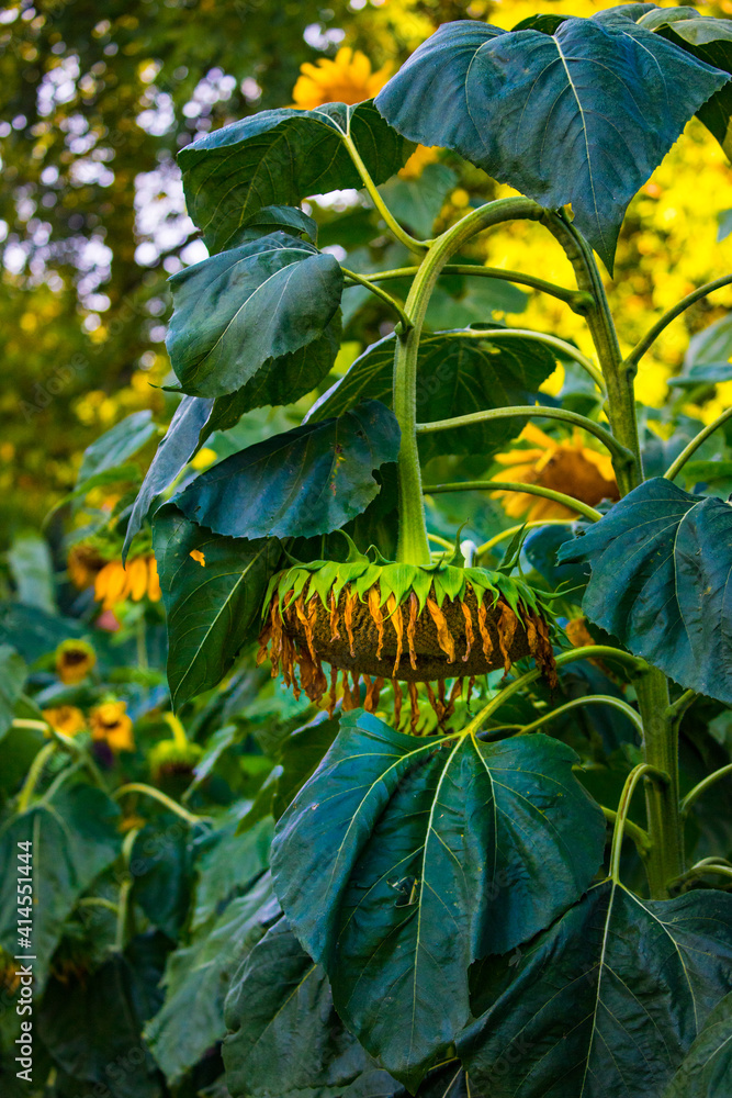 Obraz premium big dying sunflower