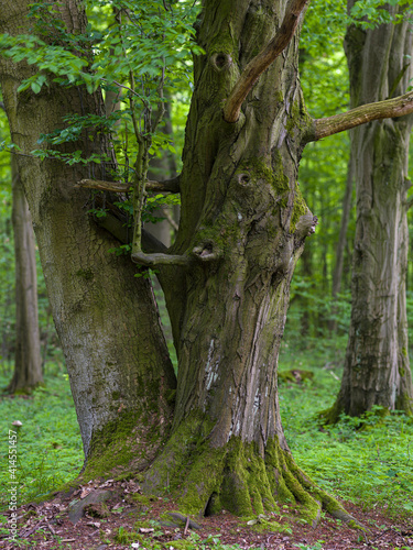 Old beech. The Thuringian Forest Nature Park  part of the UNESCO World Heritage Site. Primeval Beech Forests of the Carpathians and the Ancient Beech Forests of Germany.