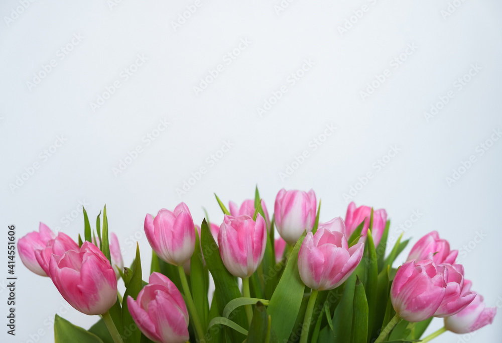 pink tulips on white background