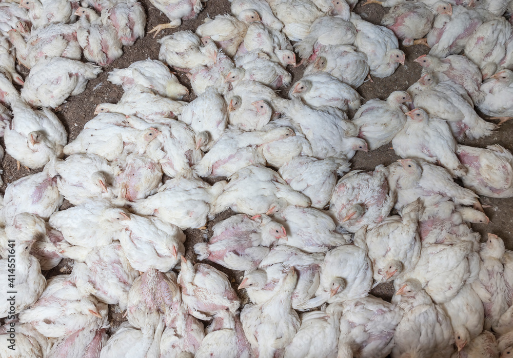 white meat chicken chicks at a poultry farm