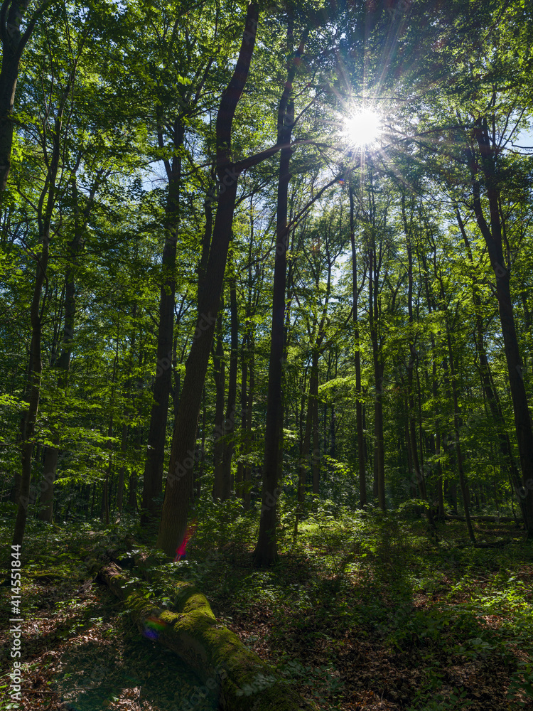 Fototapeta premium The Thuringian Forest Nature Park, part of the UNESCO World Heritage Site. Primeval Beech Forests of the Carpathians and the Ancient Beech Forests of Germany.