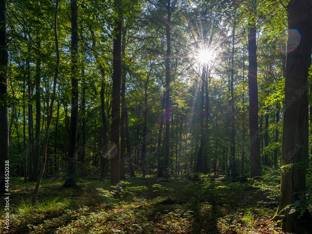 Fototapeta premium The Thuringian Forest Nature Park, part of the UNESCO World Heritage Site. Primeval Beech Forests of the Carpathians and the Ancient Beech Forests of Germany.