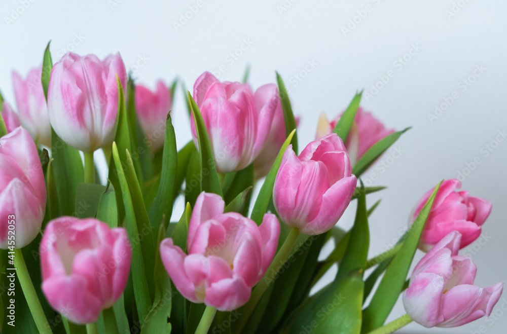 pink tulips on white background