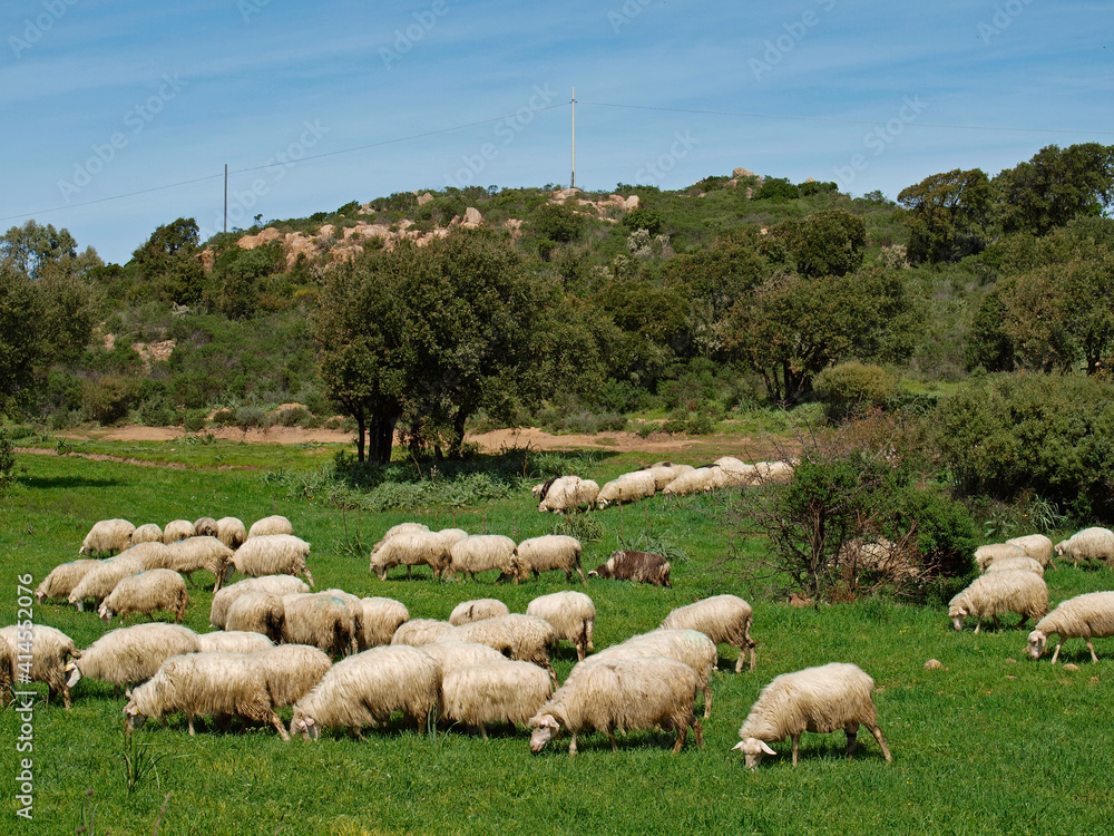 Fototapeta premium Flock of sheep near Gennamari, Southwest Sardinia